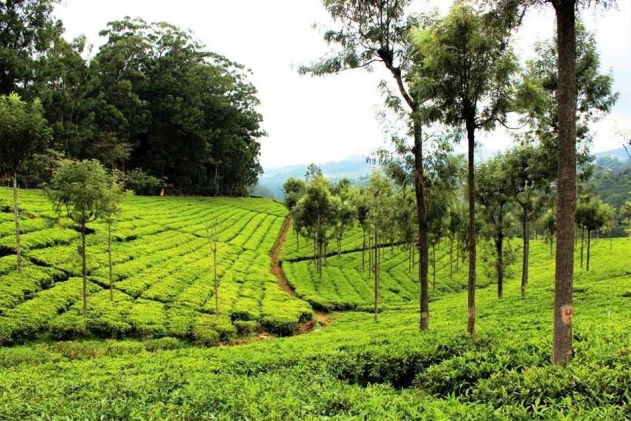 OneLovedale Blusalz Homes Ooty Extérieur photo